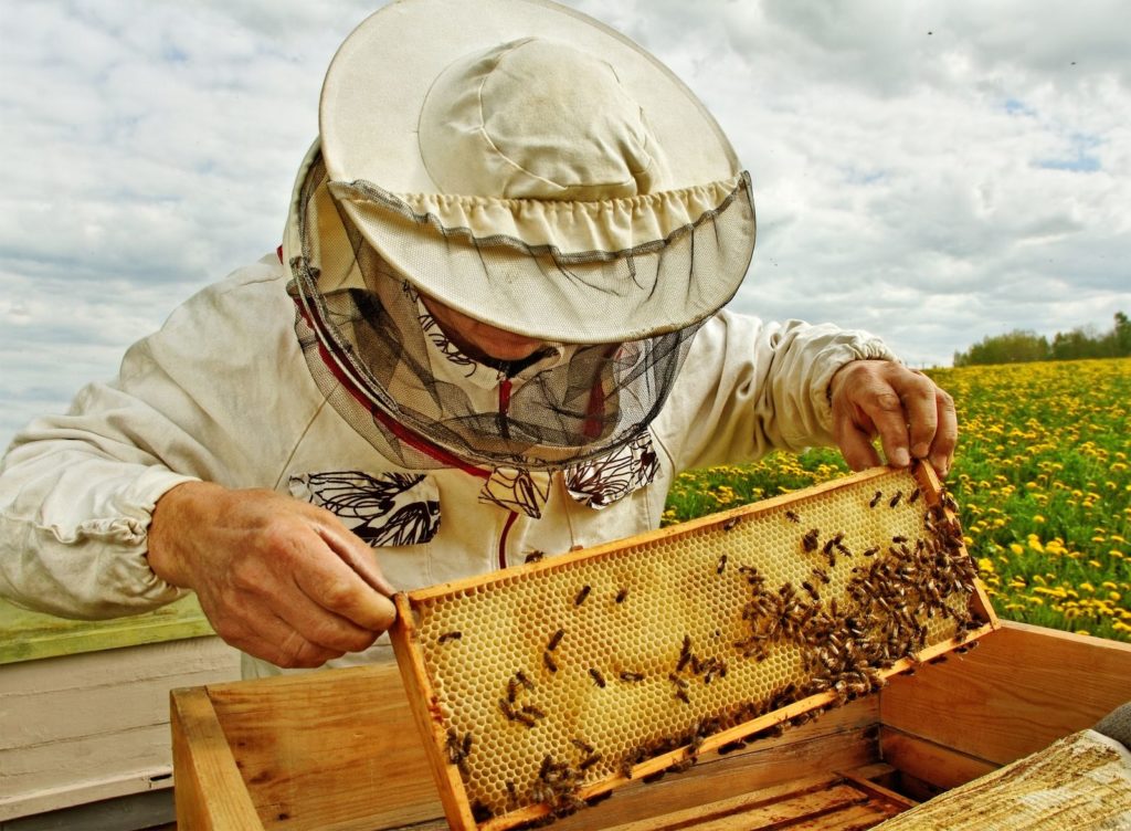 Backyard Beekeeping How To For Beginners